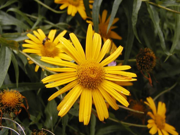 Arnica 2 